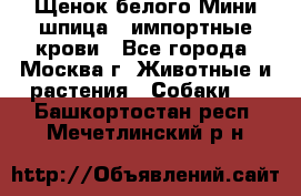 Щенок белого Мини шпица , импортные крови - Все города, Москва г. Животные и растения » Собаки   . Башкортостан респ.,Мечетлинский р-н